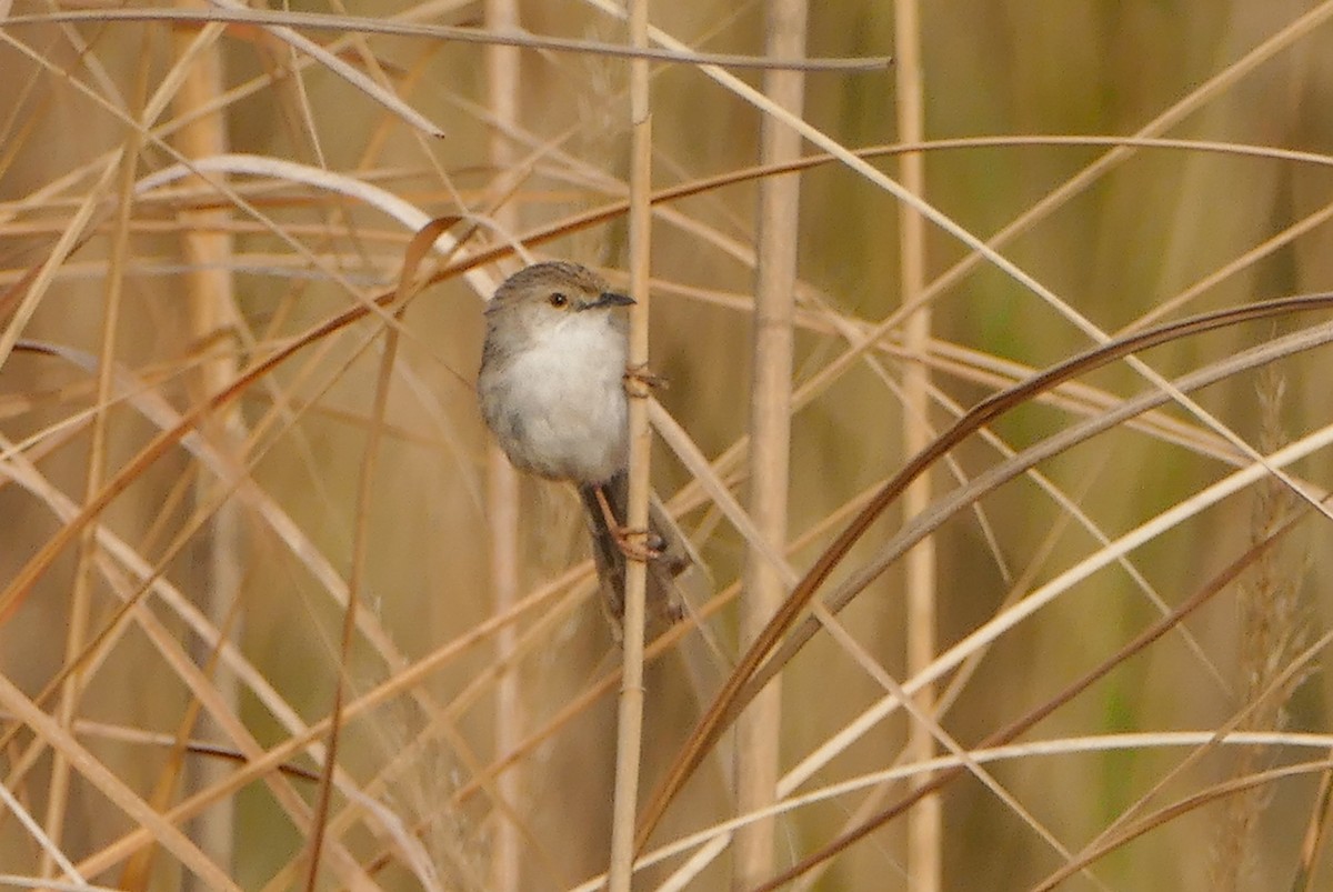Delicate Prinia - ML644159023