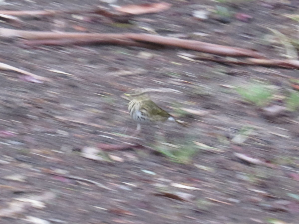 Olive-backed Pipit - ML644159024