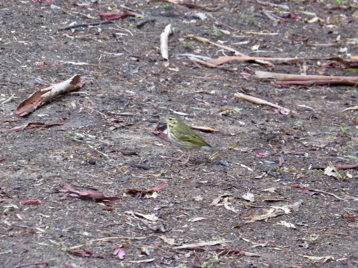 Olive-backed Pipit - ML644159025