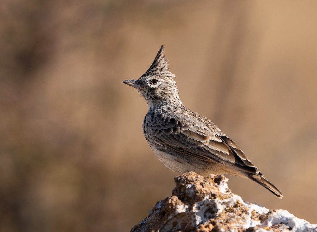 Thekla's Lark - ML644159027