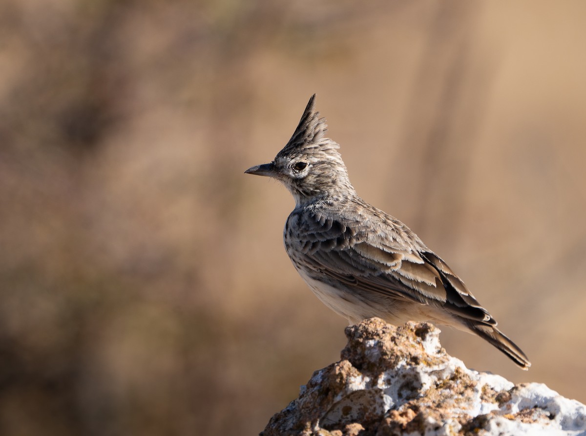 Thekla's Lark - ML644159028