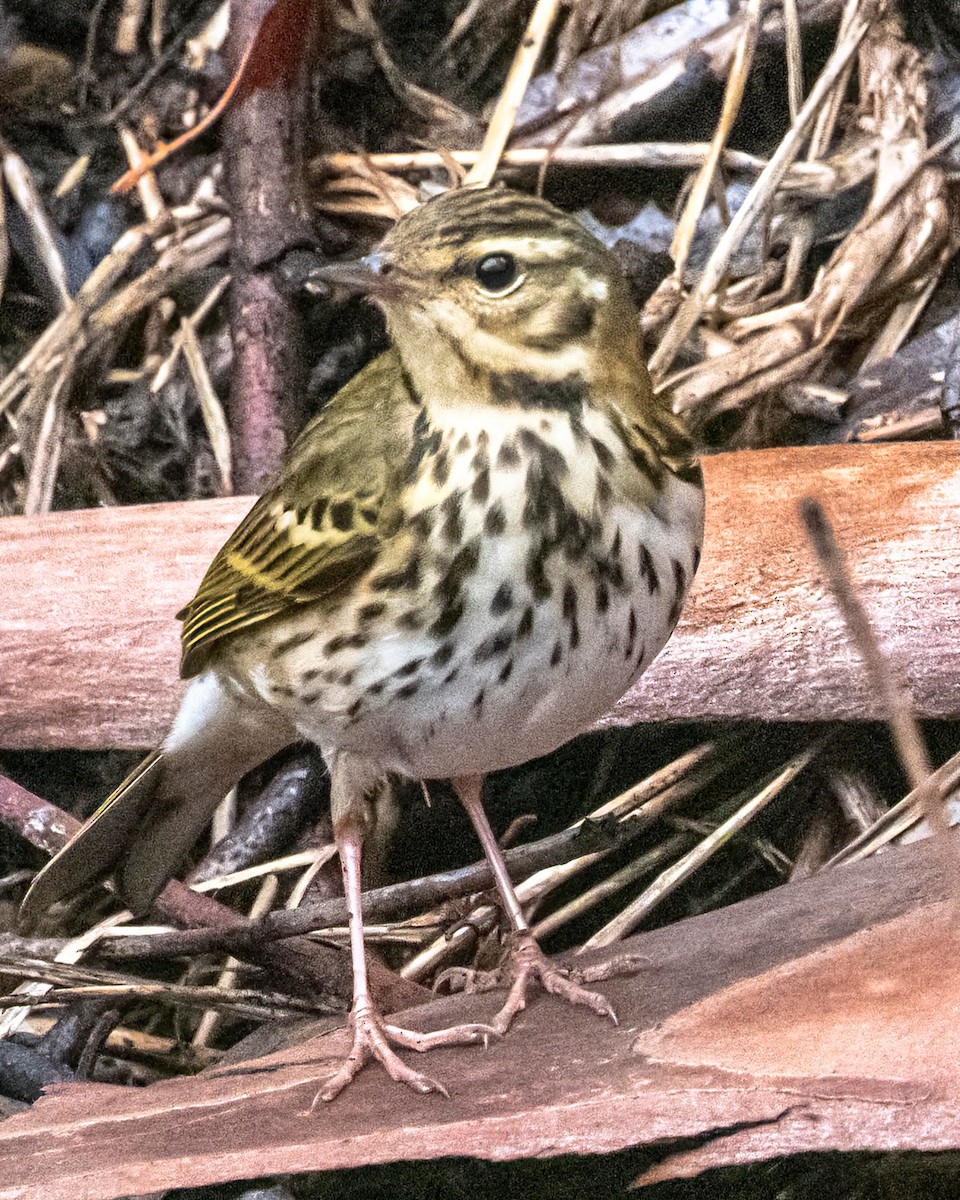 Olive-backed Pipit - ML644159031