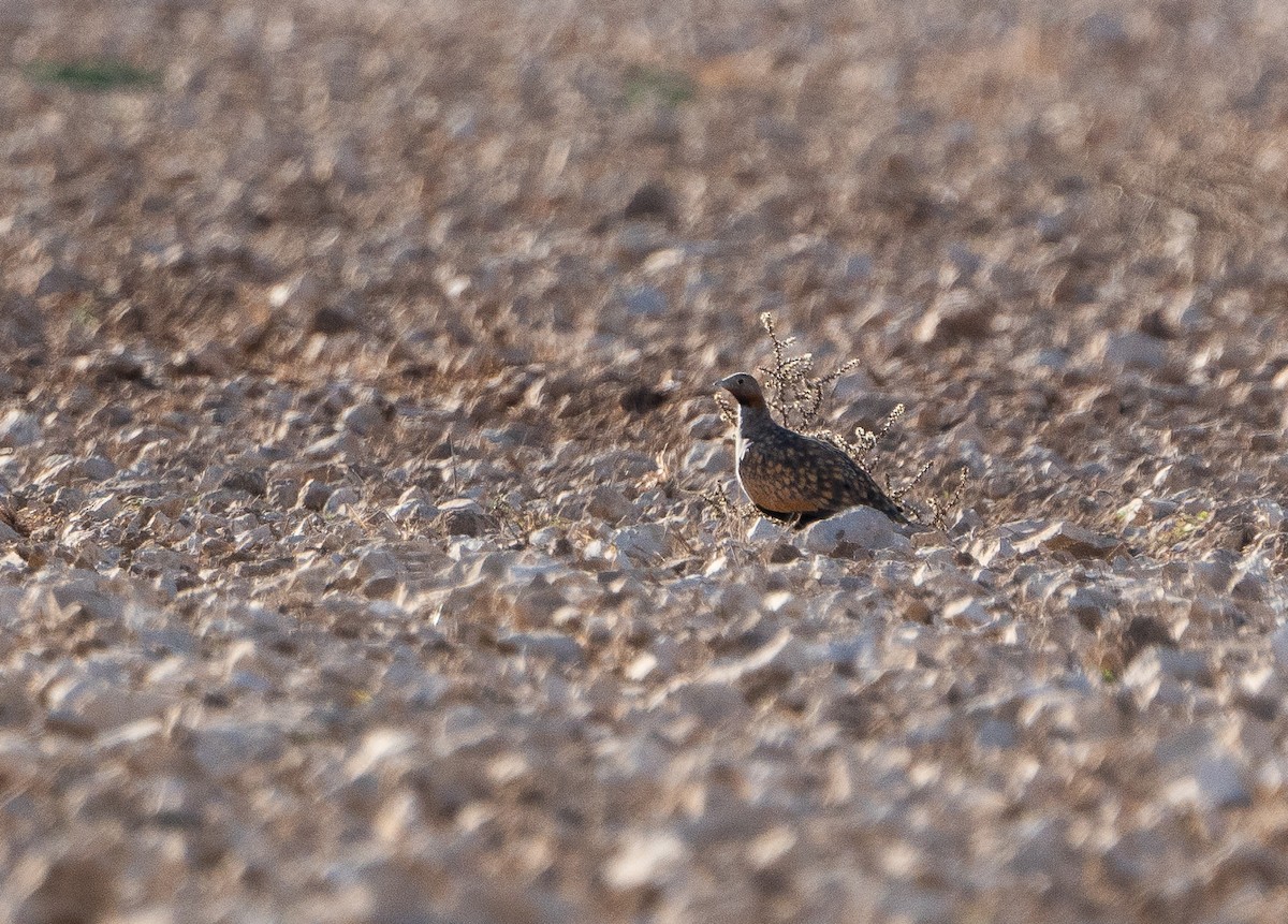 Ganga unibande - ML644159047