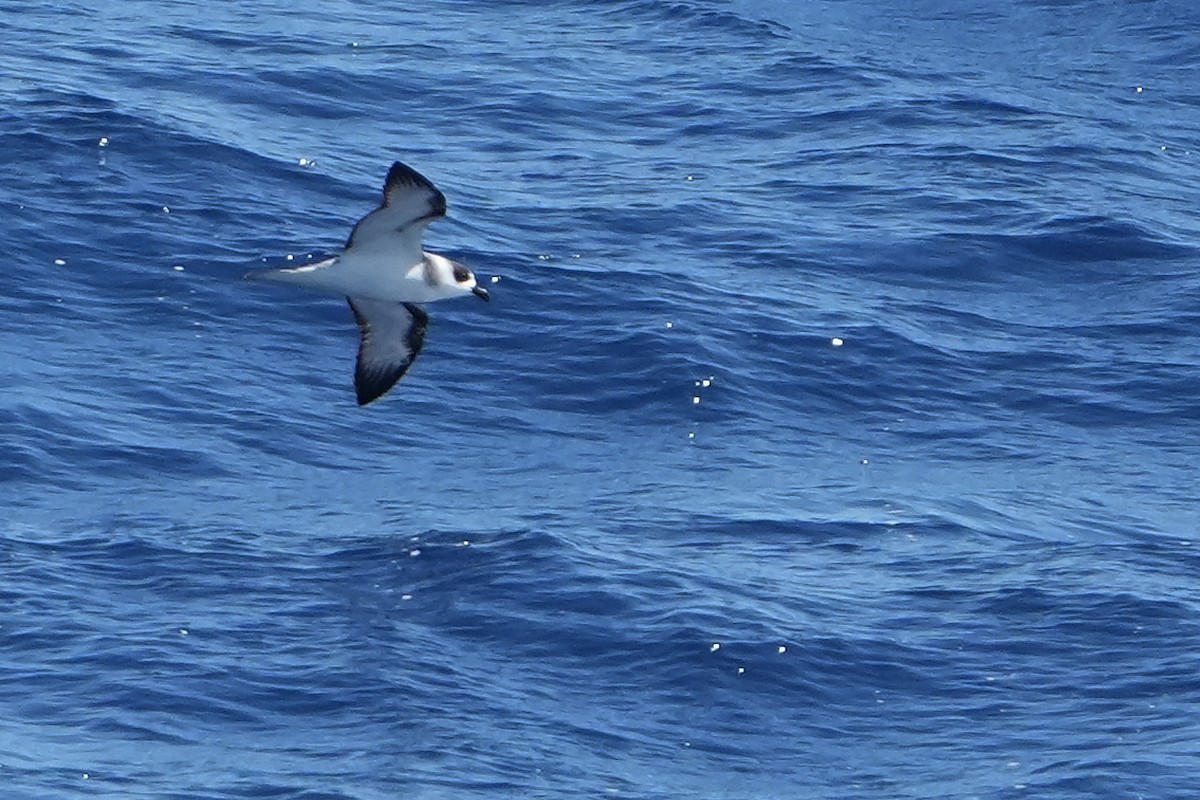 White-necked Petrel - ML644159051