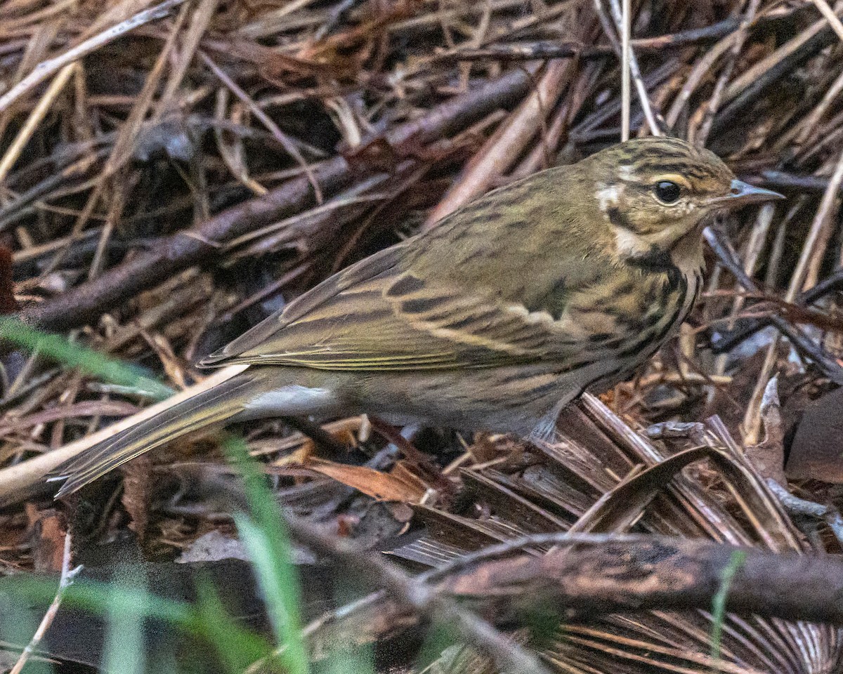 Olive-backed Pipit - ML644159053