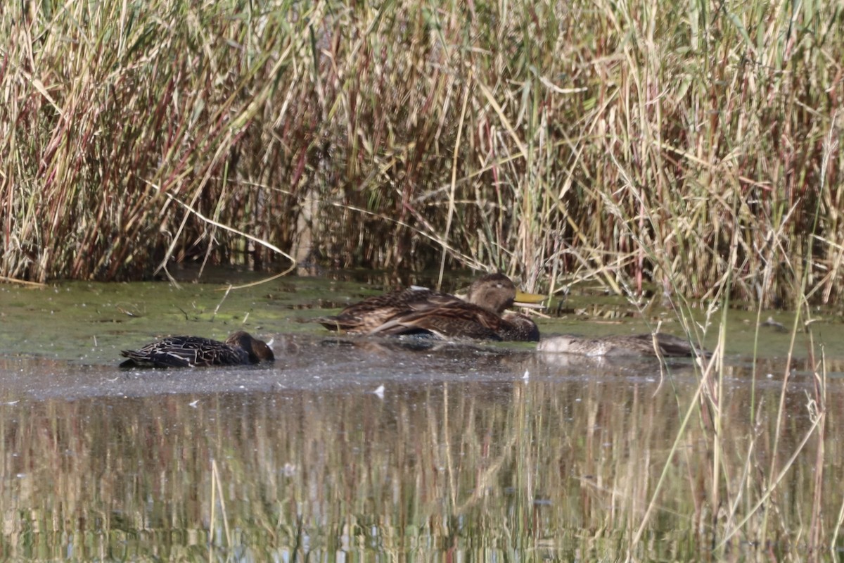 Mexican Duck - ML644159063