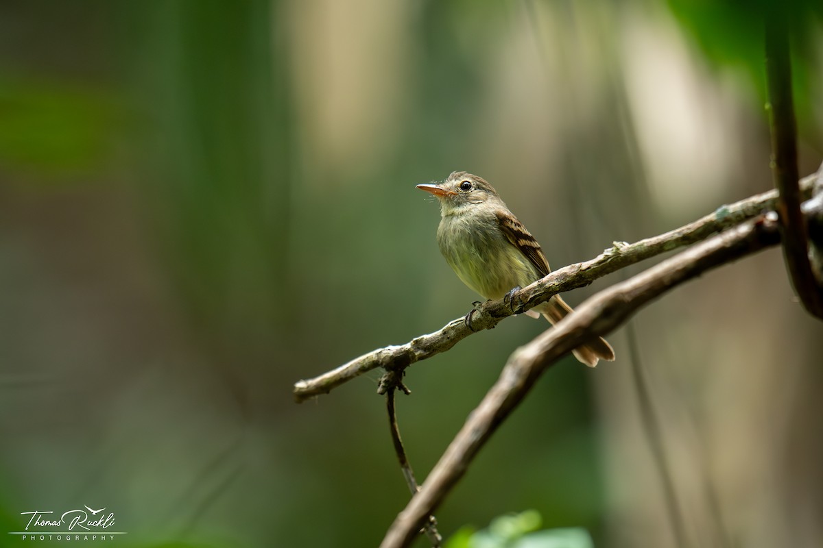 Euler's Flycatcher - ML644159103