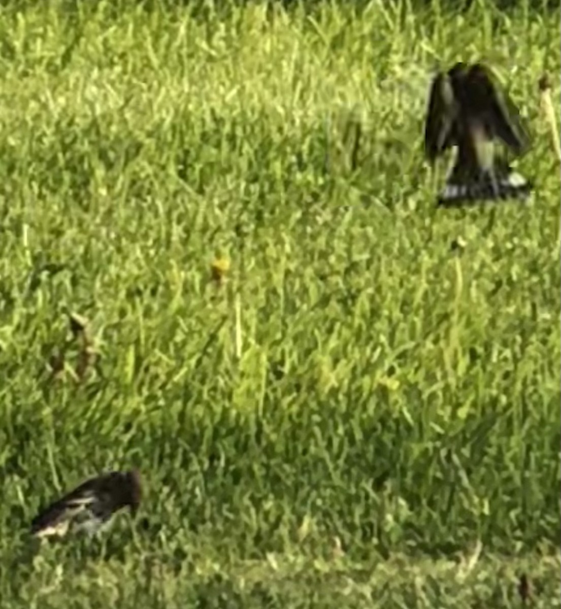 Lawrence's Goldfinch - ML644159104