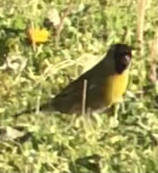 Lawrence's Goldfinch - ML644159107