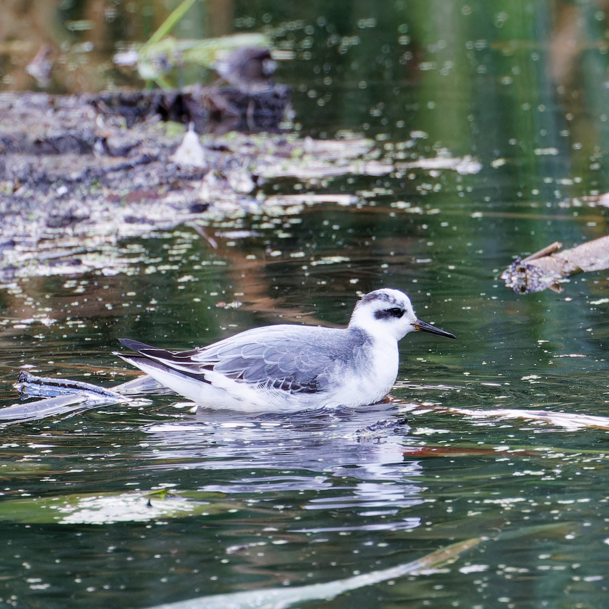 Red Phalarope - ML644159111
