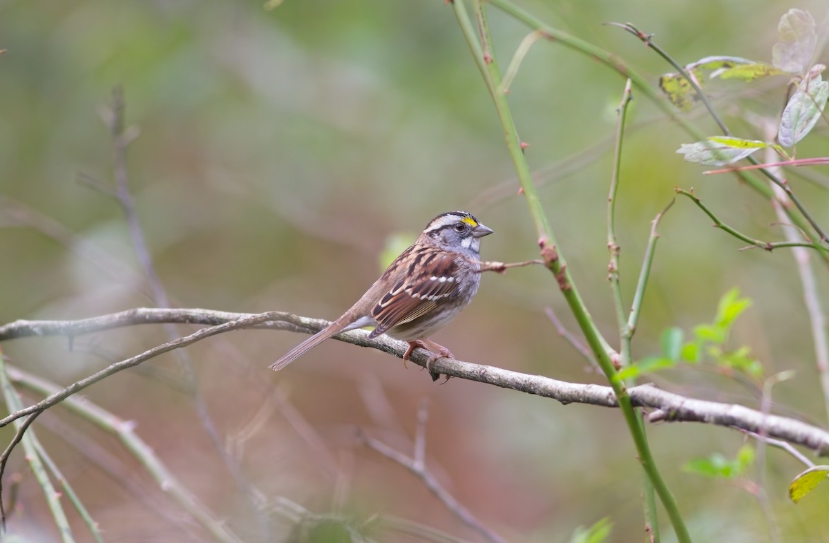 White-throated Sparrow - ML644159117