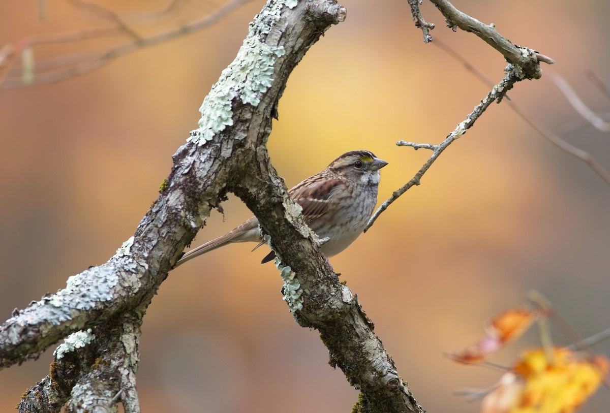 White-throated Sparrow - ML644159119
