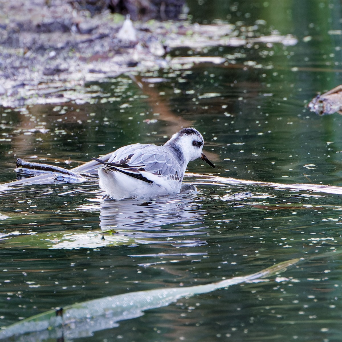 Red Phalarope - ML644159125