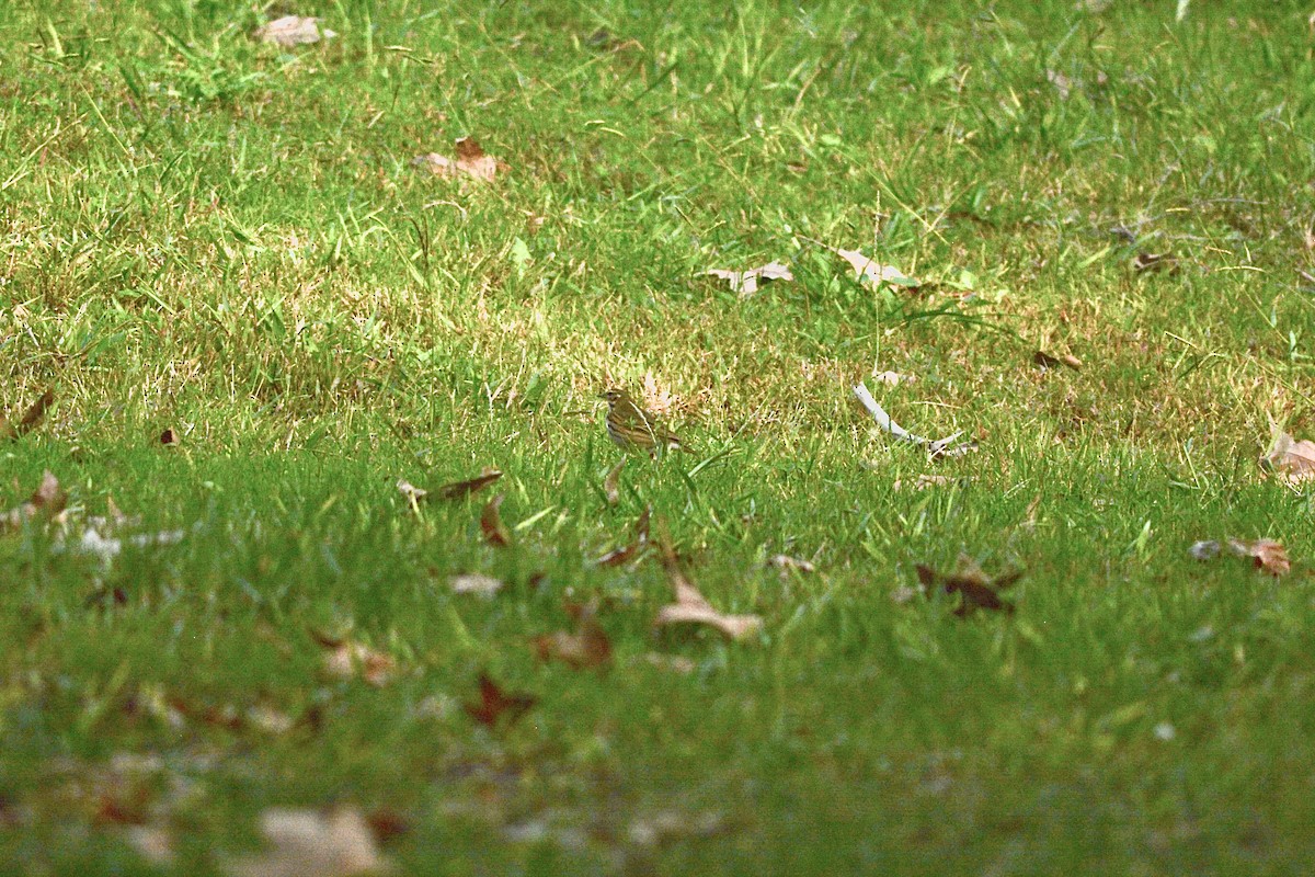 Olive-backed Pipit - ML644159131