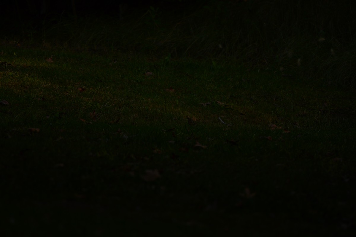 Olive-backed Pipit - ML644159132