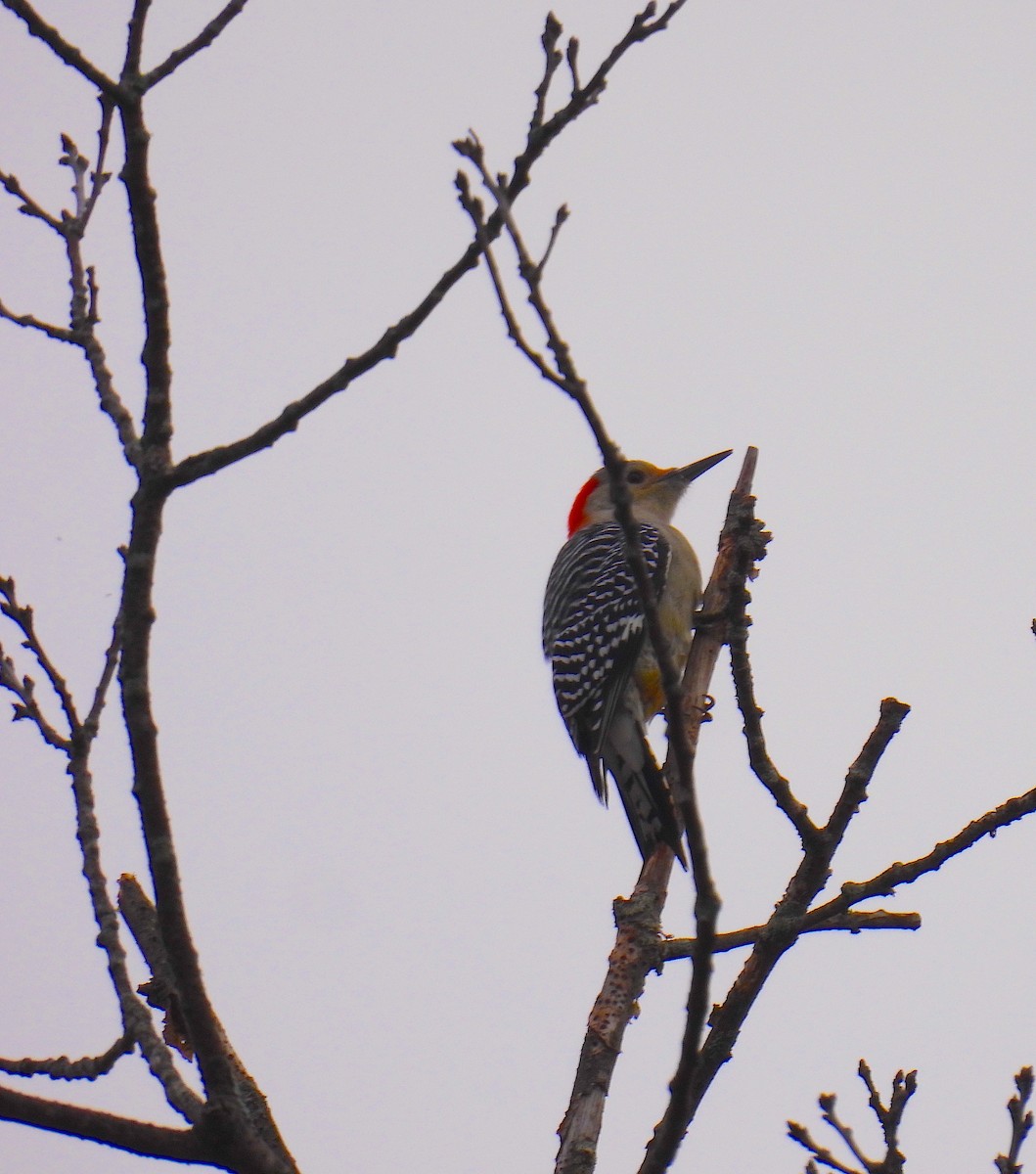 Red-bellied Woodpecker - ML644159135
