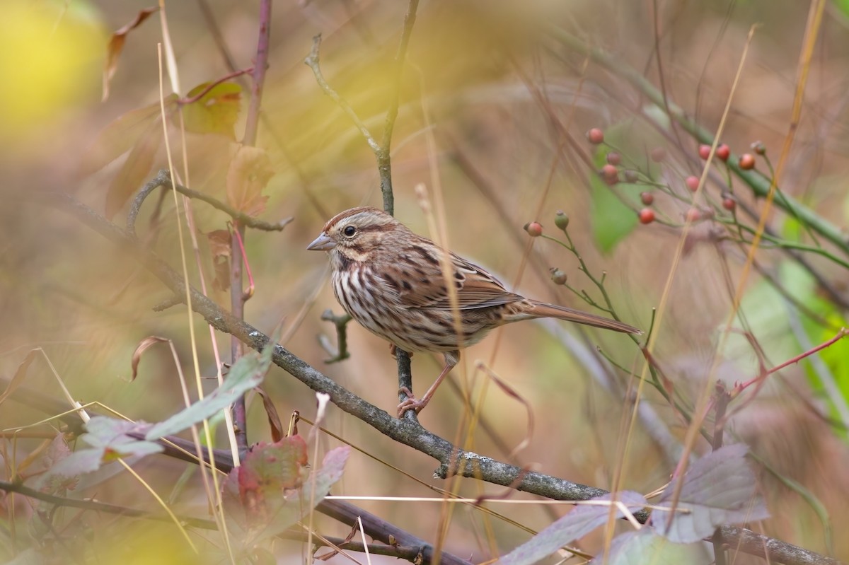 Song Sparrow - ML644159136