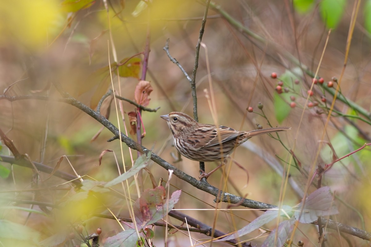 Song Sparrow - ML644159137