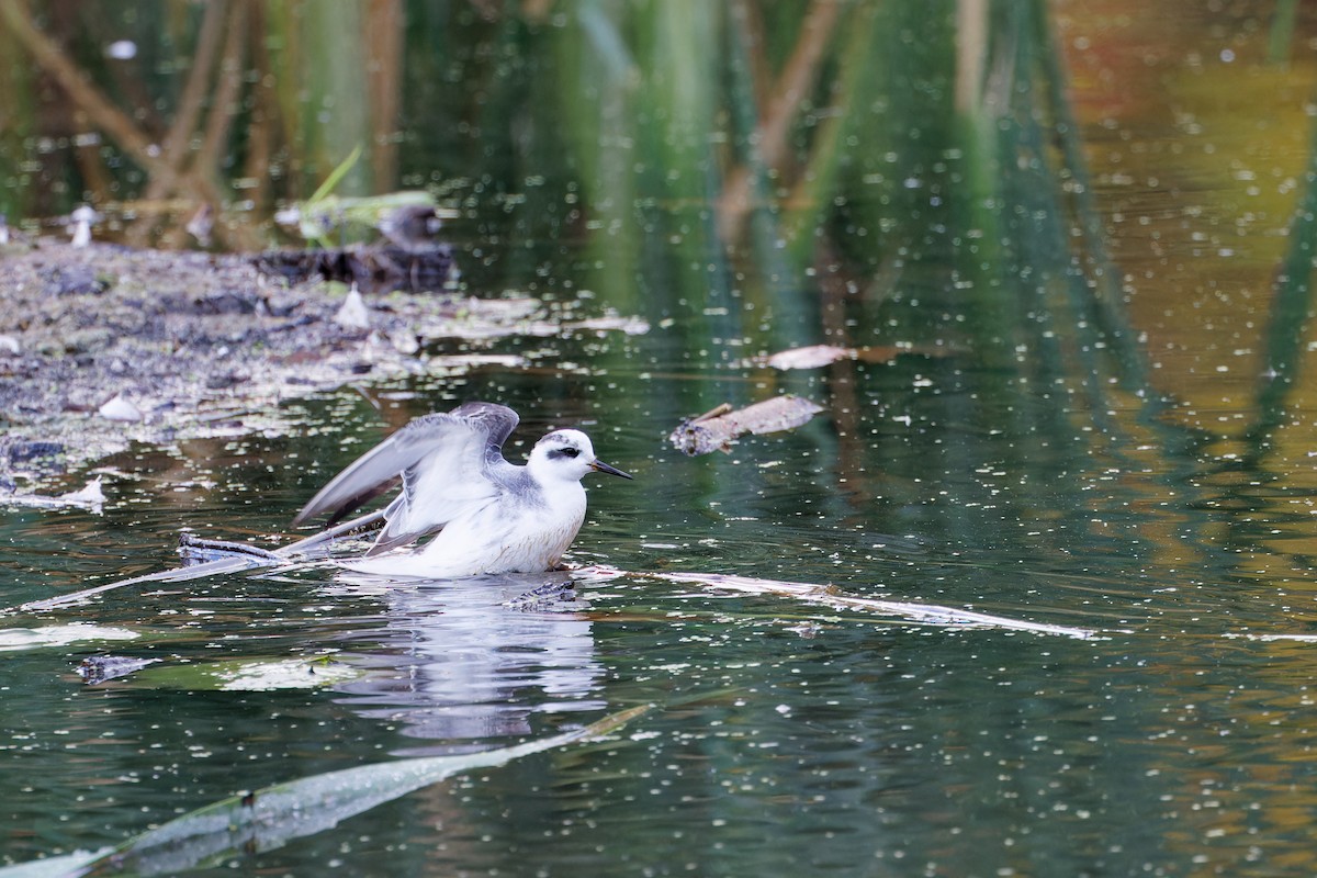 Red Phalarope - ML644159138