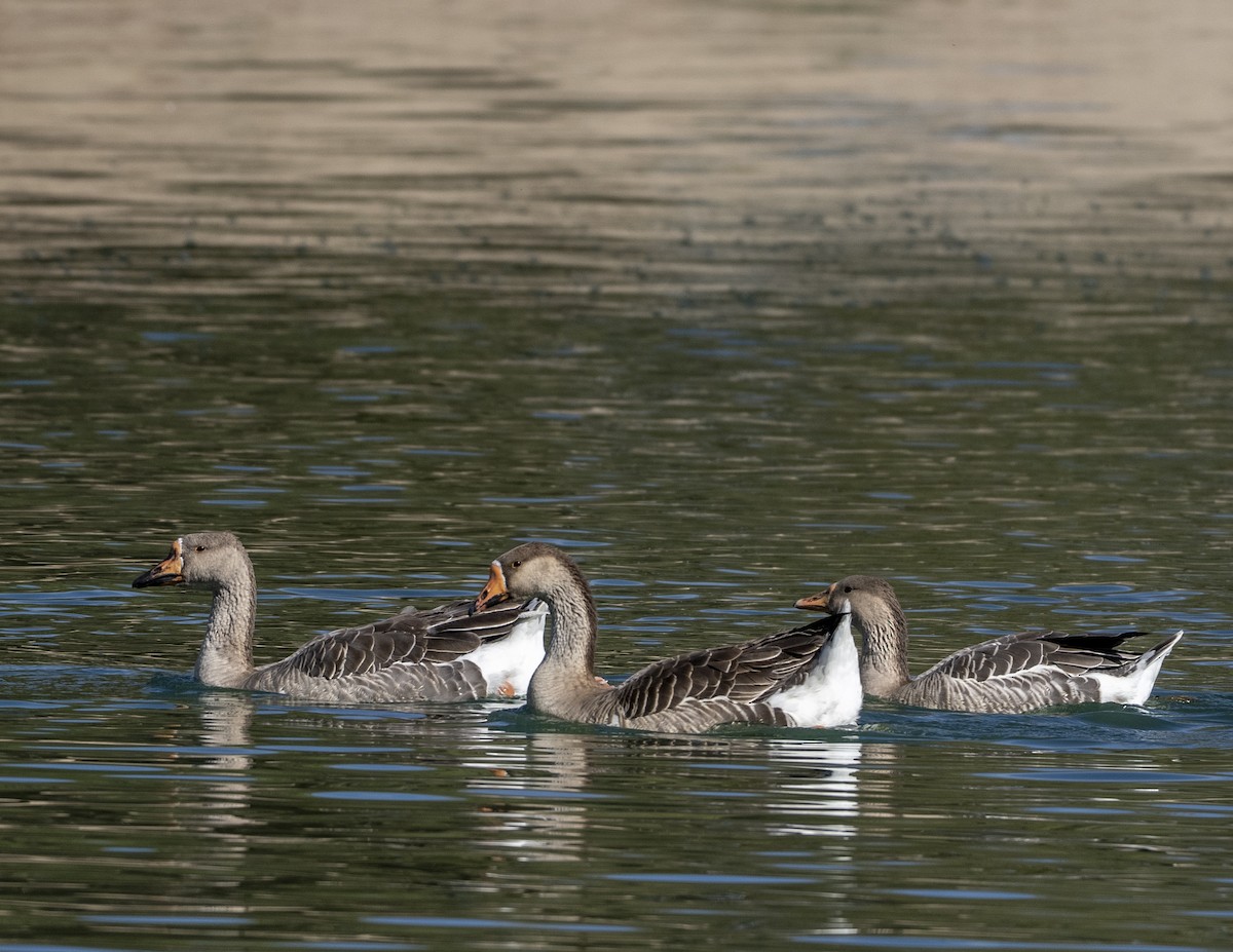 tamgås (domestisert Anser sp.) - ML644159139