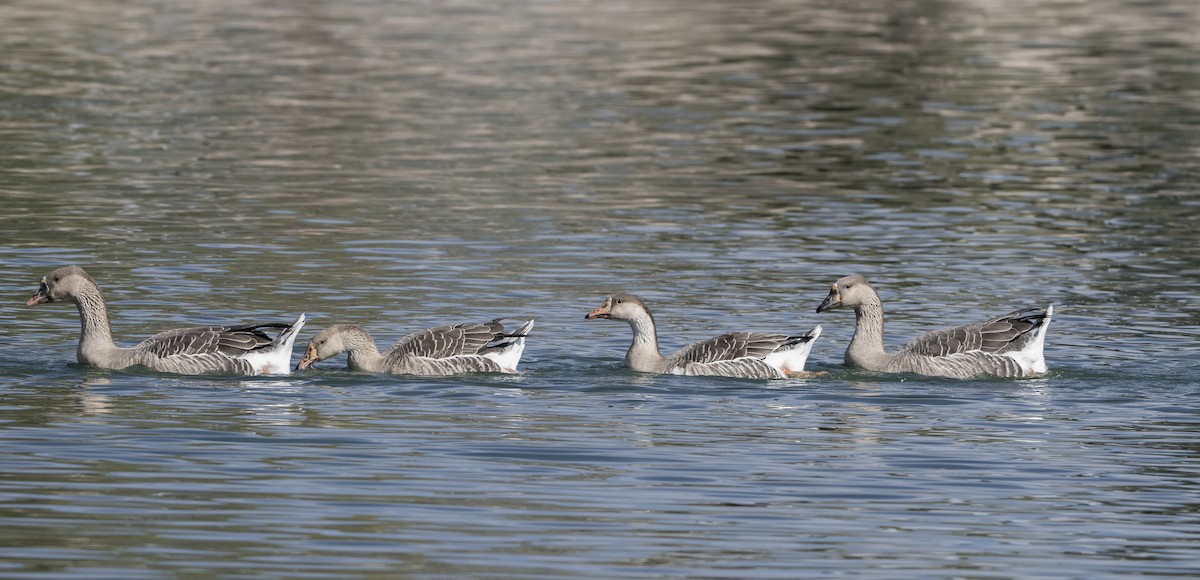 tamgås (domestisert Anser sp.) - ML644159140