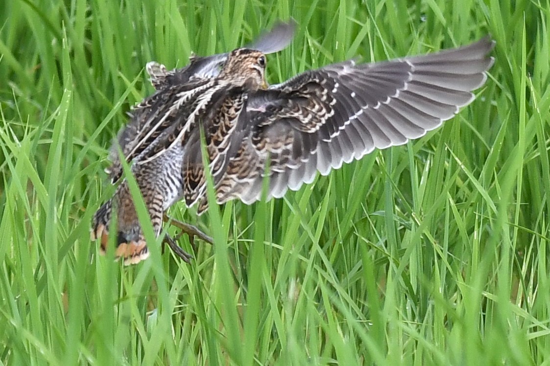 Шугуйн хараалж - ML644159151