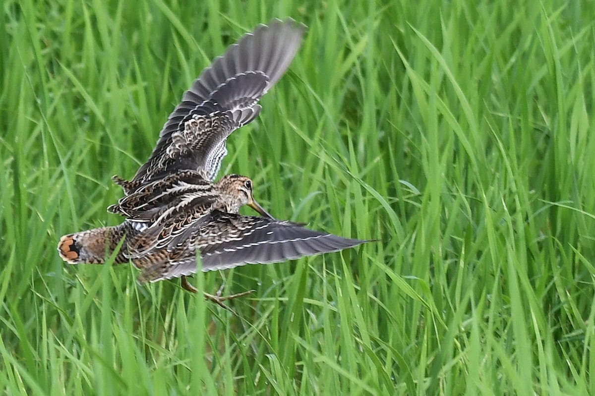Шугуйн хараалж - ML644159152