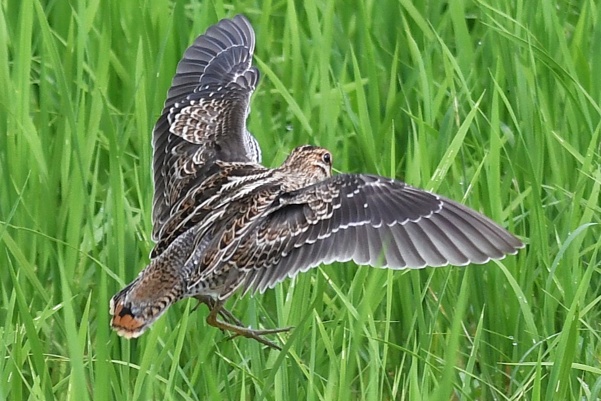 Шугуйн хараалж - ML644159153