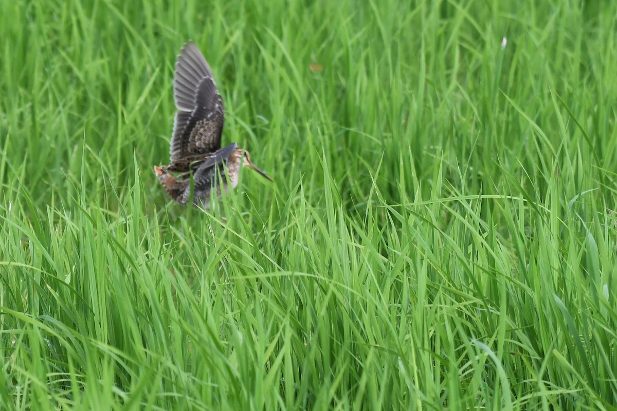 Шугуйн хараалж - ML644159154