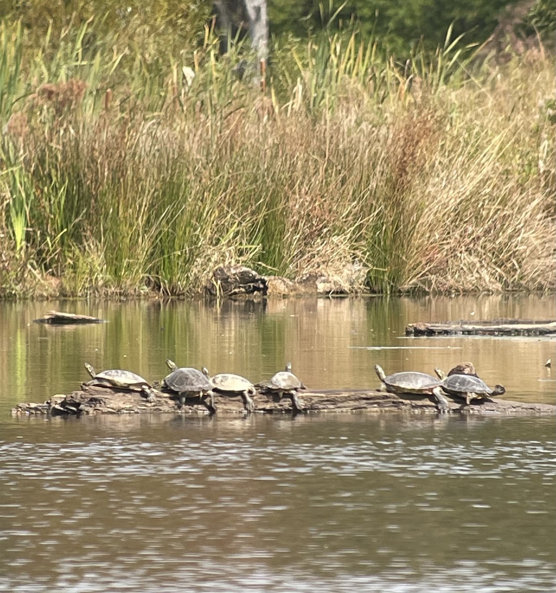 キバラガメ - ML644159162