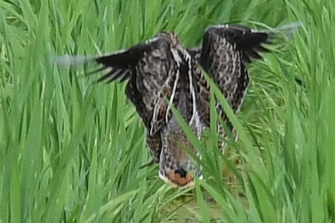 ハリオシギ - ML644159166