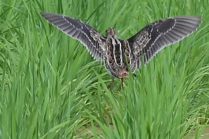 ハリオシギ - ML644159167