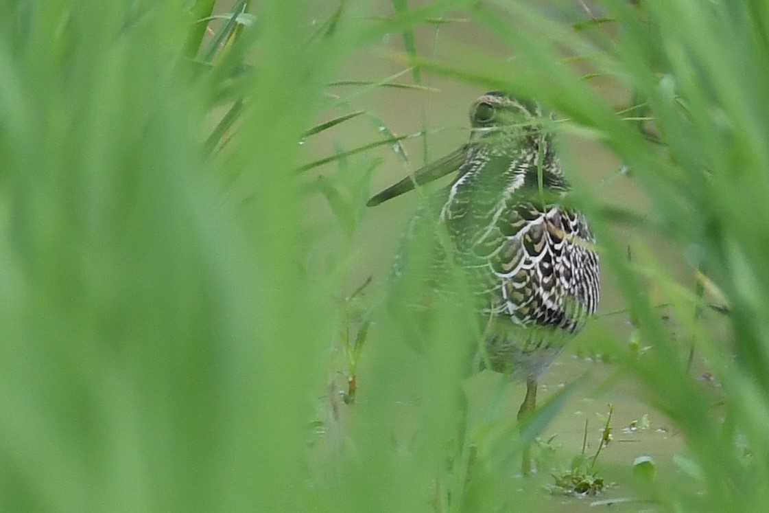 ハリオシギ - ML644159168