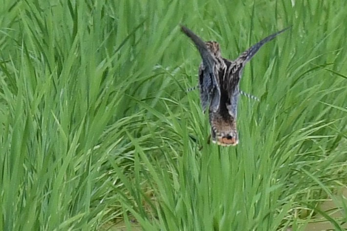 ハリオシギ - ML644159169