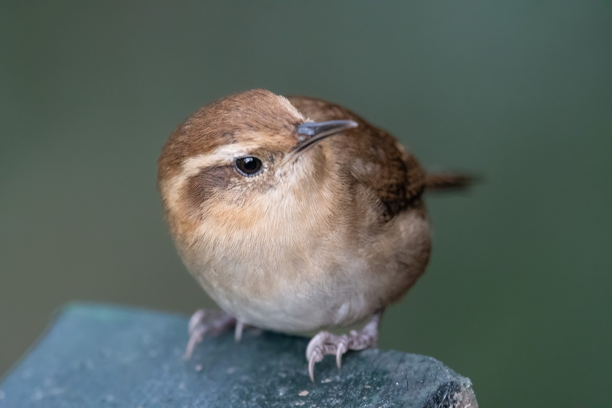 Mountain Wren - ML644159177