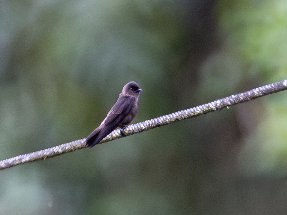 White-thighed Swallow - ML644159183