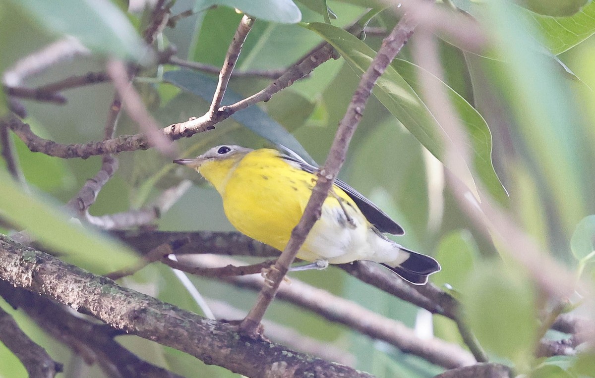 Magnolia Warbler - ML644159196