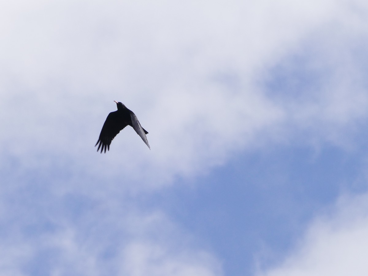 ベニハシガラス - ML644159207