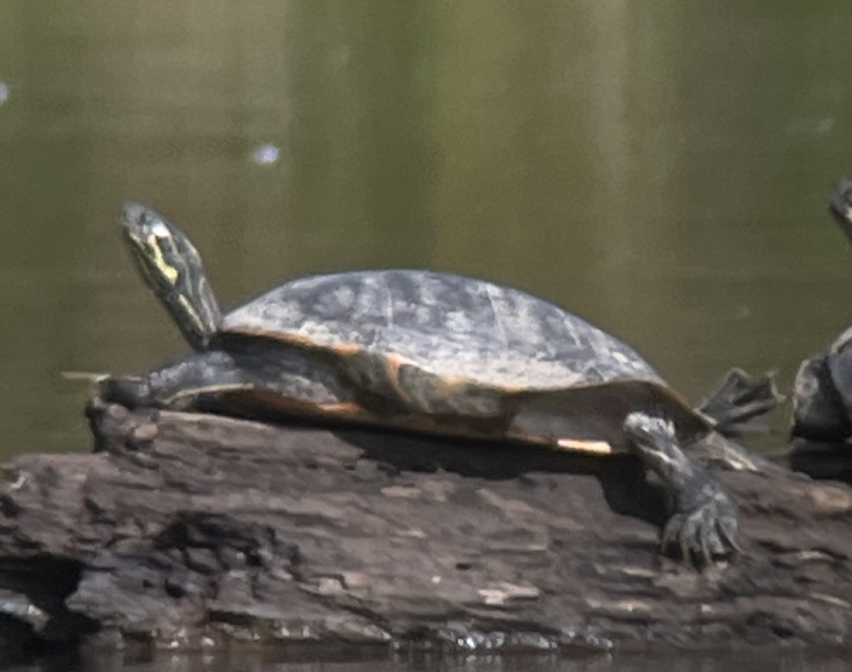 キバラガメ - ML644159212