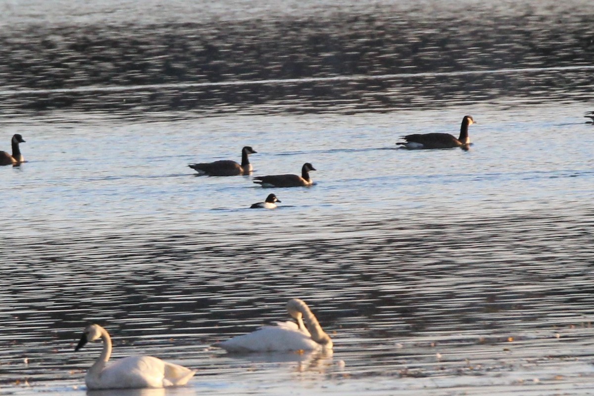 hohol severní - ML644159222