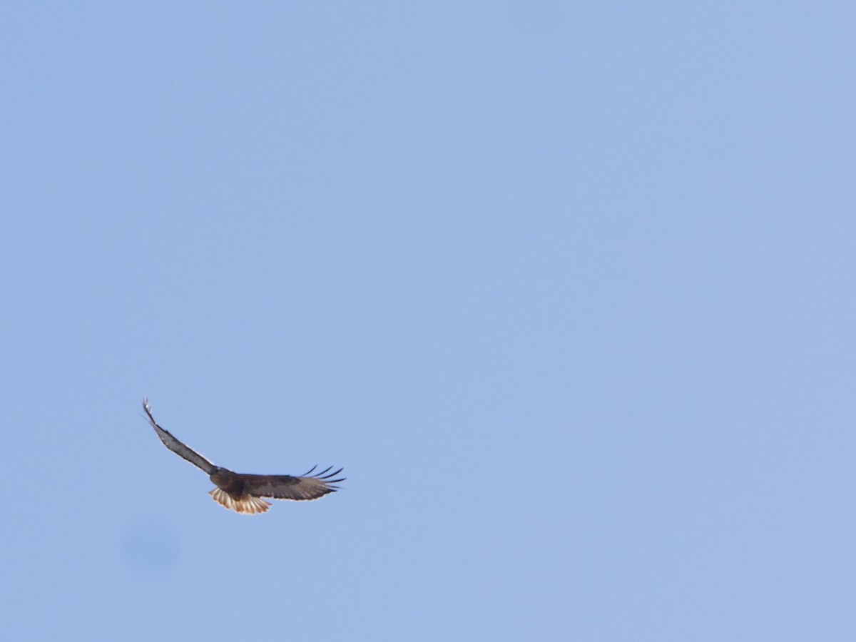 ニシオオノスリ - ML644159233