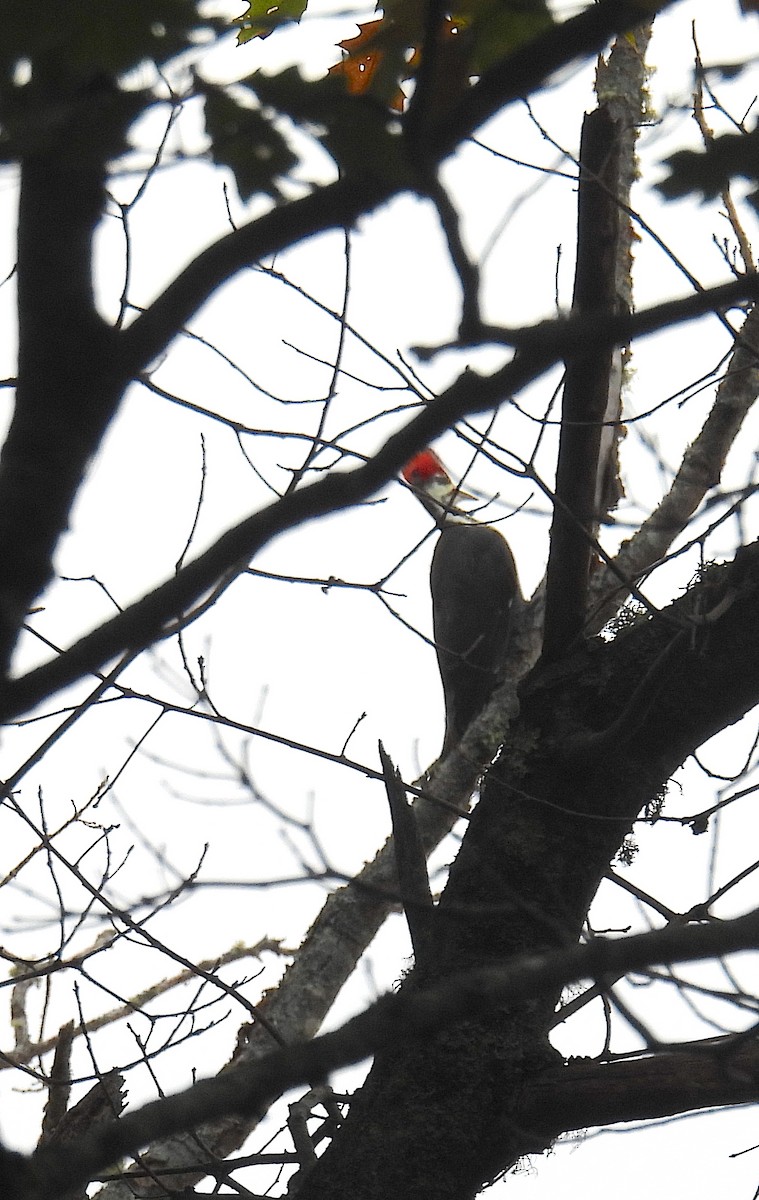 Pileated Woodpecker - ML644159254