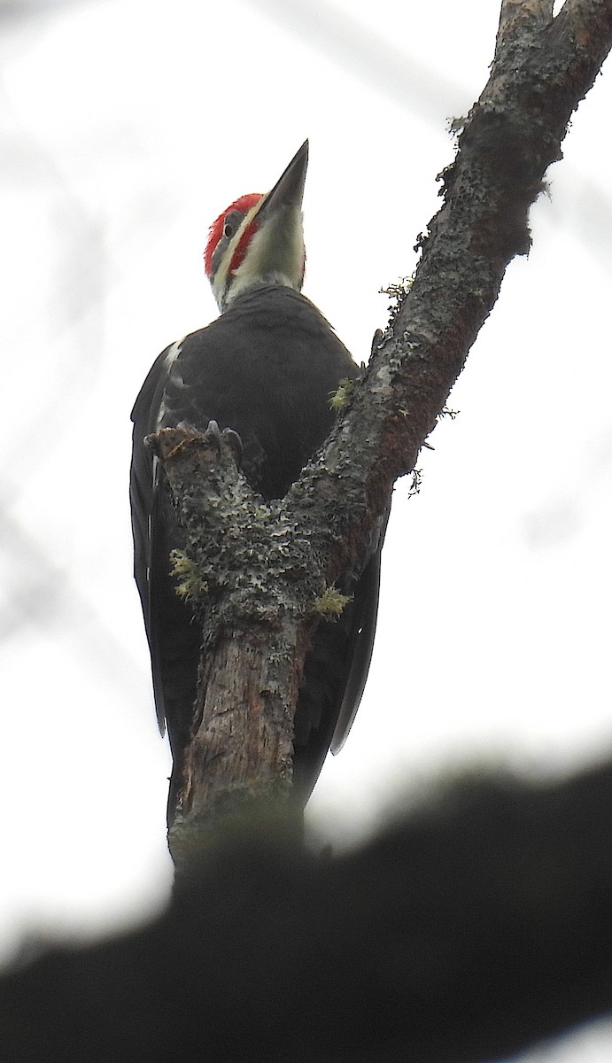 Pileated Woodpecker - ML644159255