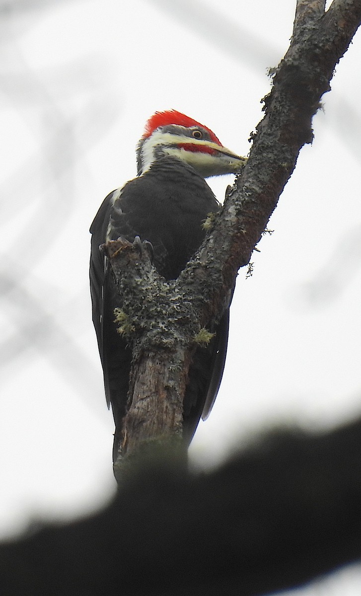 Pileated Woodpecker - ML644159256