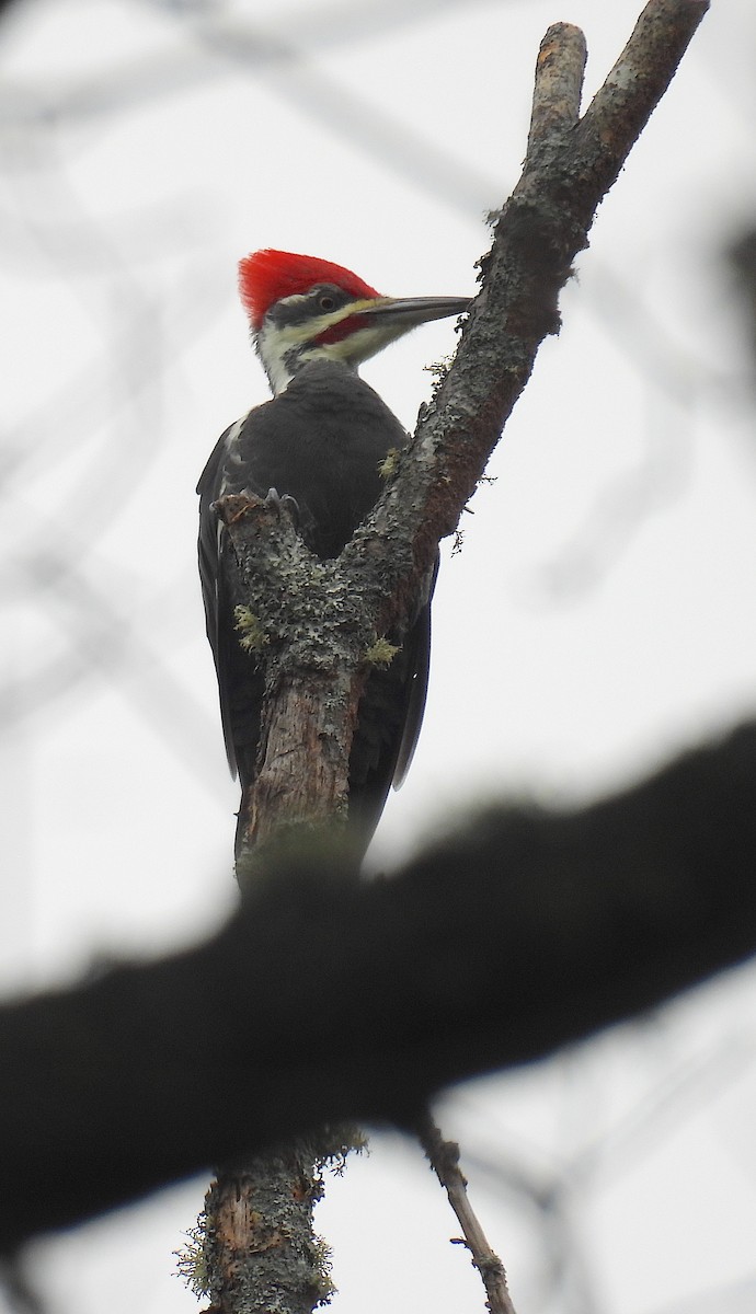 Pileated Woodpecker - ML644159257
