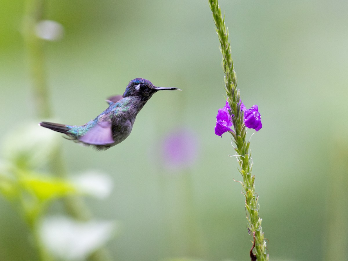 スミレガシラハチドリ - ML644159259