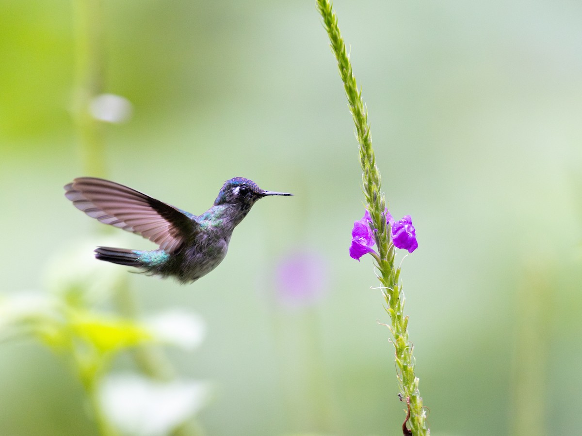 スミレガシラハチドリ - ML644159260