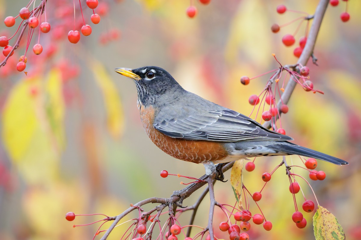 American Robin - ML644159282