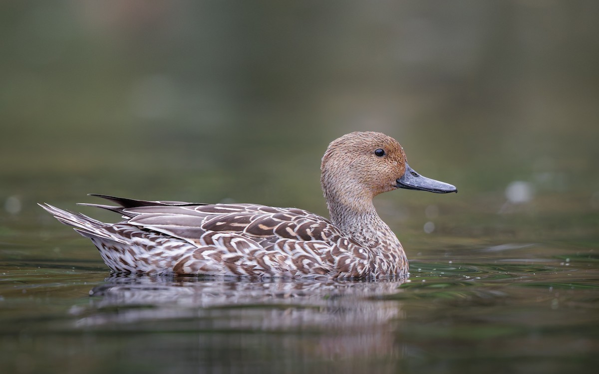 Northern Pintail - ML644159298