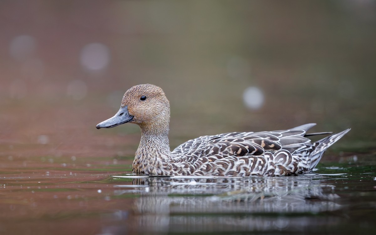 Northern Pintail - ML644159299